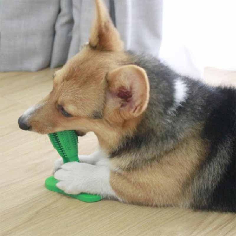 DOG TOOTHBRUSH TOY - BRIVLOX | Where Innovation Meets Style!